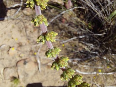 Crassula tomentosa