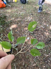 Elaeagnus pungens