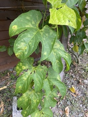 Momordica cochinchinensis