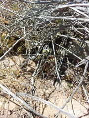 Nemesia cheiranthus