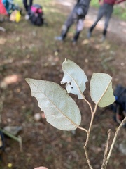 Elaeagnus pungens
