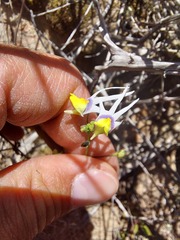 Nemesia cheiranthus