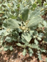 Atriplex suberecta