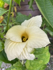 Momordica cochinchinensis