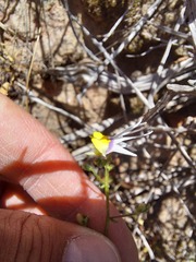 Nemesia cheiranthus
