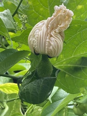 Momordica cochinchinensis