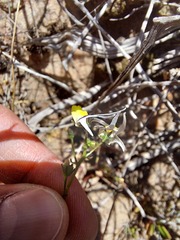 Nemesia cheiranthus