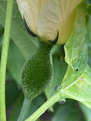 Momordica cochinchinensis