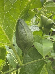 Momordica cochinchinensis