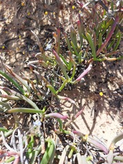 Heliophila acuminata
