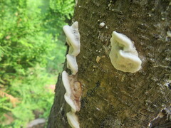Antrodiella