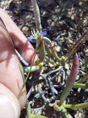 Heliophila acuminata