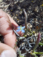 Heliophila acuminata