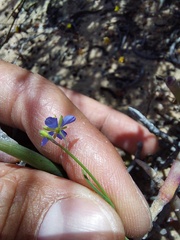 Heliophila acuminata