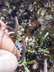 Heliophila acuminata