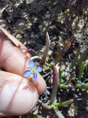 Heliophila acuminata