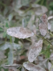 Leveillula papilionacearum