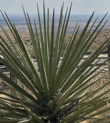 Yucca
