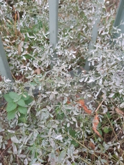 Leveillula papilionacearum