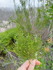 Passerina rigida