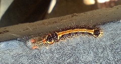 Orvasca subnotata