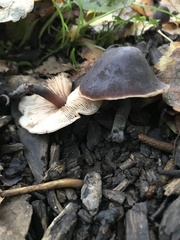 Macrocystidia cucumis