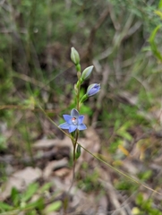 Thelymitra brevifolia