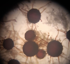 Leveillula papilionacearum