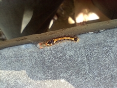 Orvasca subnotata