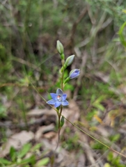 Thelymitra brevifolia