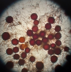 Leveillula papilionacearum