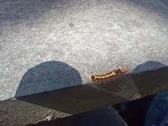 Orvasca subnotata