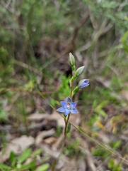 Thelymitra brevifolia