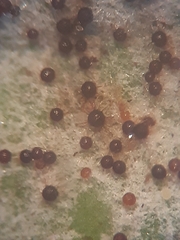 Leveillula papilionacearum