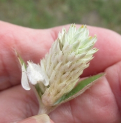 Gomphrena serrata