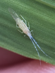 Takecallis arundinariae