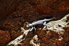 Hemicordylus capensis