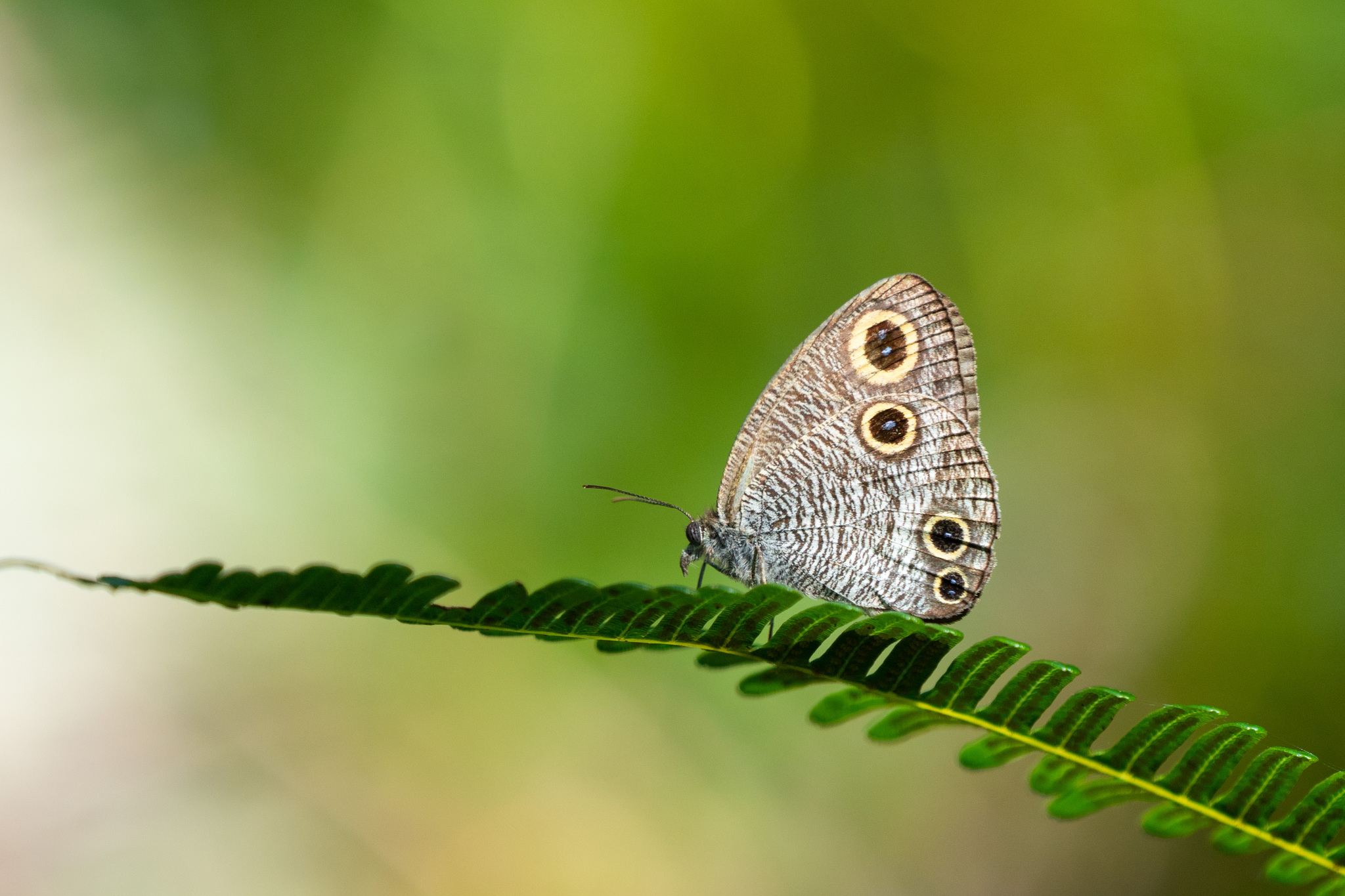 Common Four Ring Butterfly Stock Photo - Download Image Now - Beauty In  Nature, Butterfly - Insect, Close-up - iStock