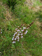 Stylidium graminifolium