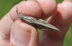 Chimarocephala elongata