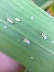 Takecallis arundinariae