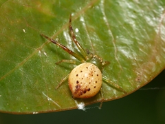Australomisidia pilula