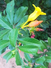 Allamanda