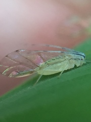 Takecallis arundinariae