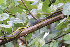 Dendrelaphis punctulatus