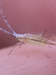 Takecallis arundinariae