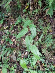 Smilax riparia