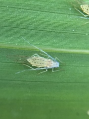 Takecallis arundinariae