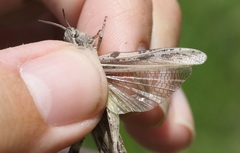 Chimarocephala elongata