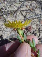 Lampranthus glaucus
